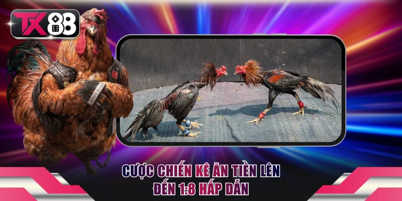 Đá Gà TX88 - Trực Tiếp Kê Trường, Dễ Dàng Theo Dõi Và Đặt Cược 3 Cược chiến kê ăn tiền lên đến 1:8 hấp dẫn